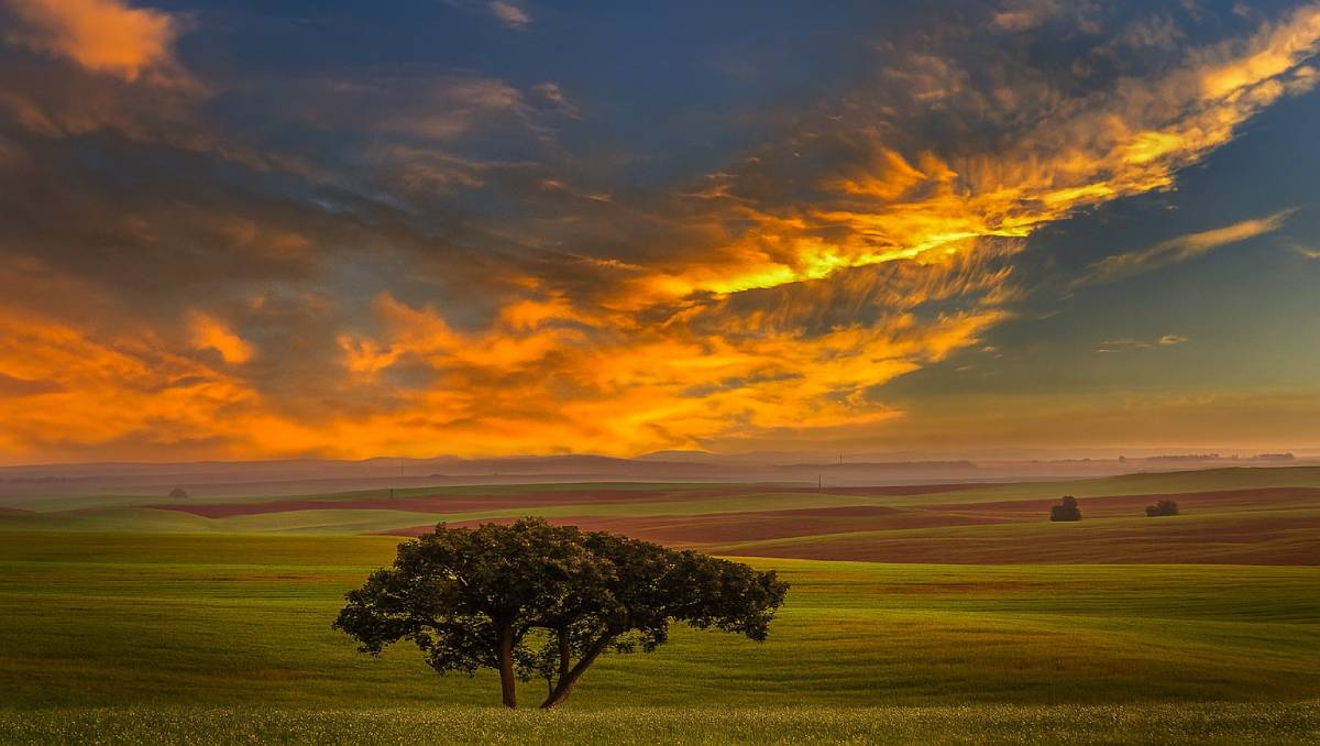 Sunset over a field with a lone tree