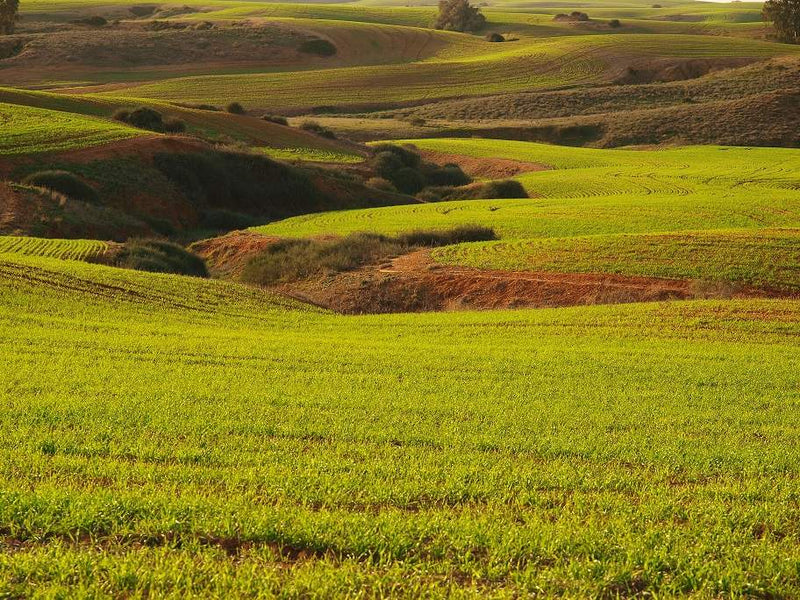 Green fields with rolling hills under a clear sky